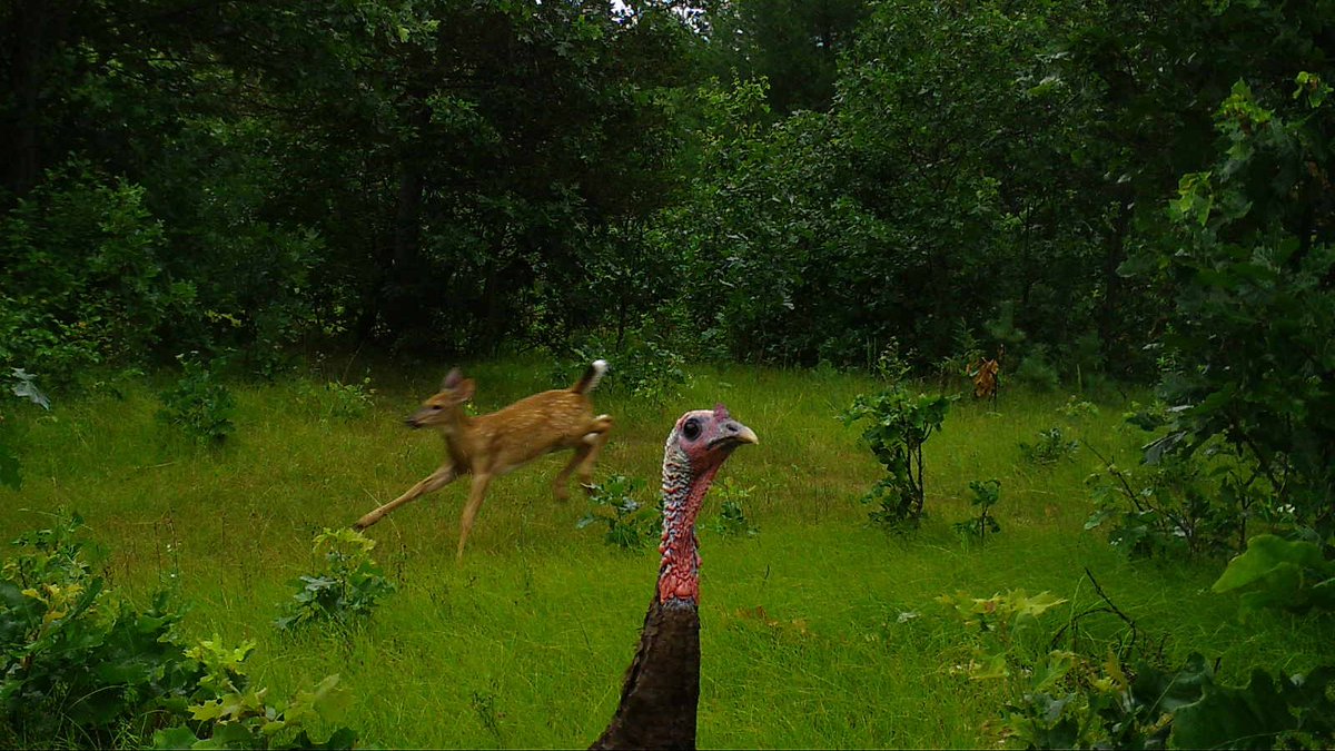 New paper out now in <a href="/PNASNews/">PNASNews</a>! 🎉 

We analyzed 789,130 camera-trap photos to investigate how human disturbance affects spatiotemporal niche overlap between 74 pairs of wildlife species

you won’t BELIEVE what we found! 

pnas.org/doi/10.1073/pn…