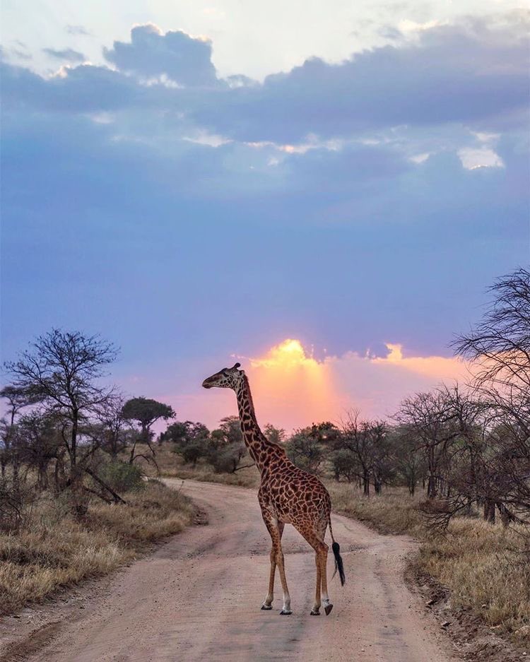 Darbeyda's tweet photo. Tanzanie 🇹🇿 https://t.co/nz5lEoHpjm