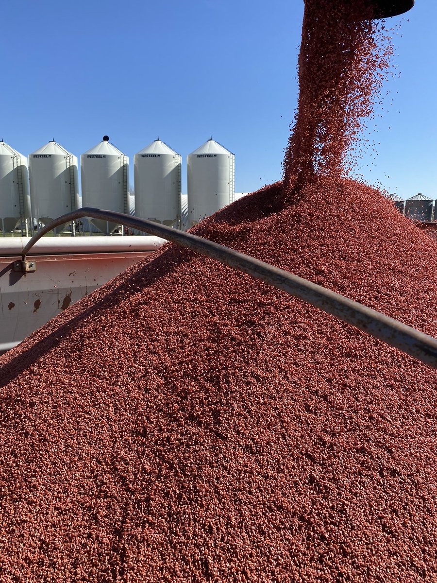 AAC Wheatland VB rolling off the cleaners. This variety offers a solid overall package and has become our go-to wheat. Book your acres while quantities last! <a href="/SeCan/">SeCan</a> <a href="/SeCanLauren/">Lauren Wensley🌾</a>