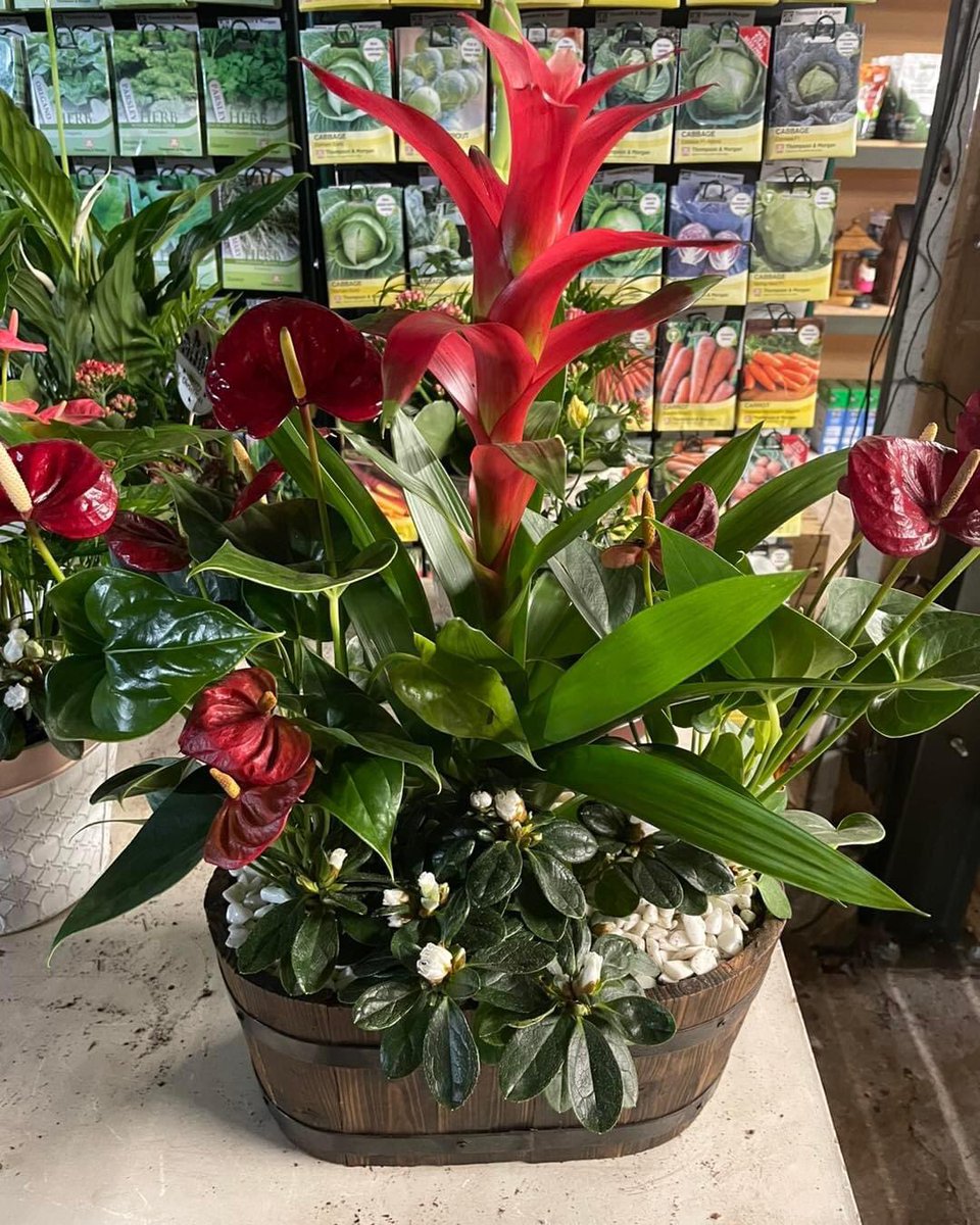 WoolpitPlants's tweet photo. Tomorrow is our last day of trading. Unfortunately all our wreaths have now sold. We still have a few trees left. We also have a number of planters still available for that last minute christmas gift🎄🎄
#christmas #Christmasgifts #woolpit #woolpitnurseries https://t.co/5QUOsn17UK