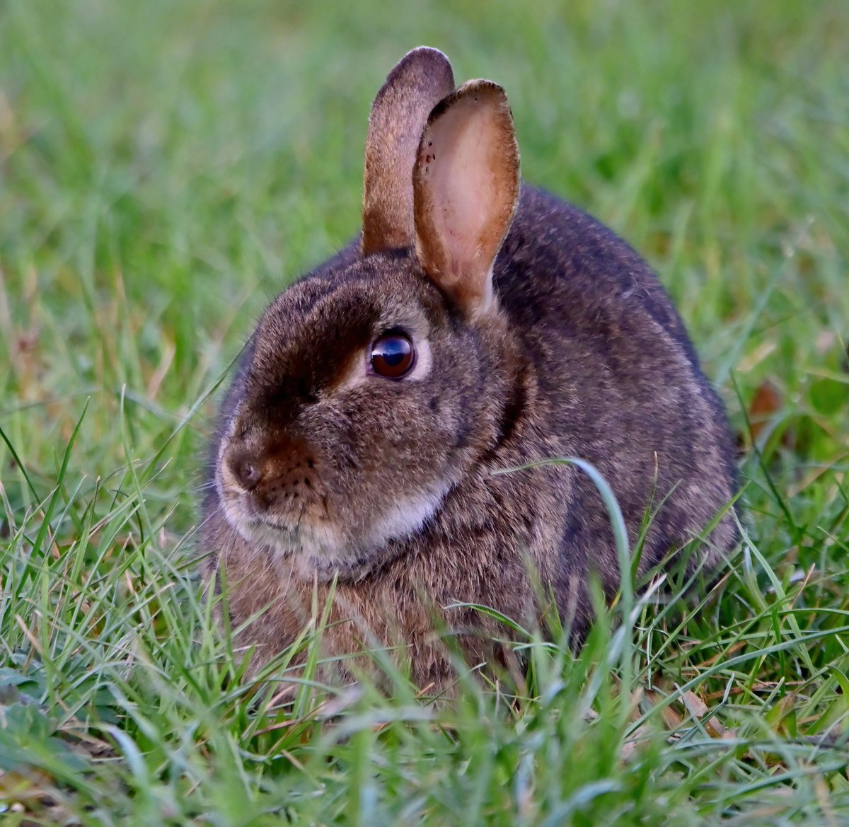 CarlBovisNature tweet picture