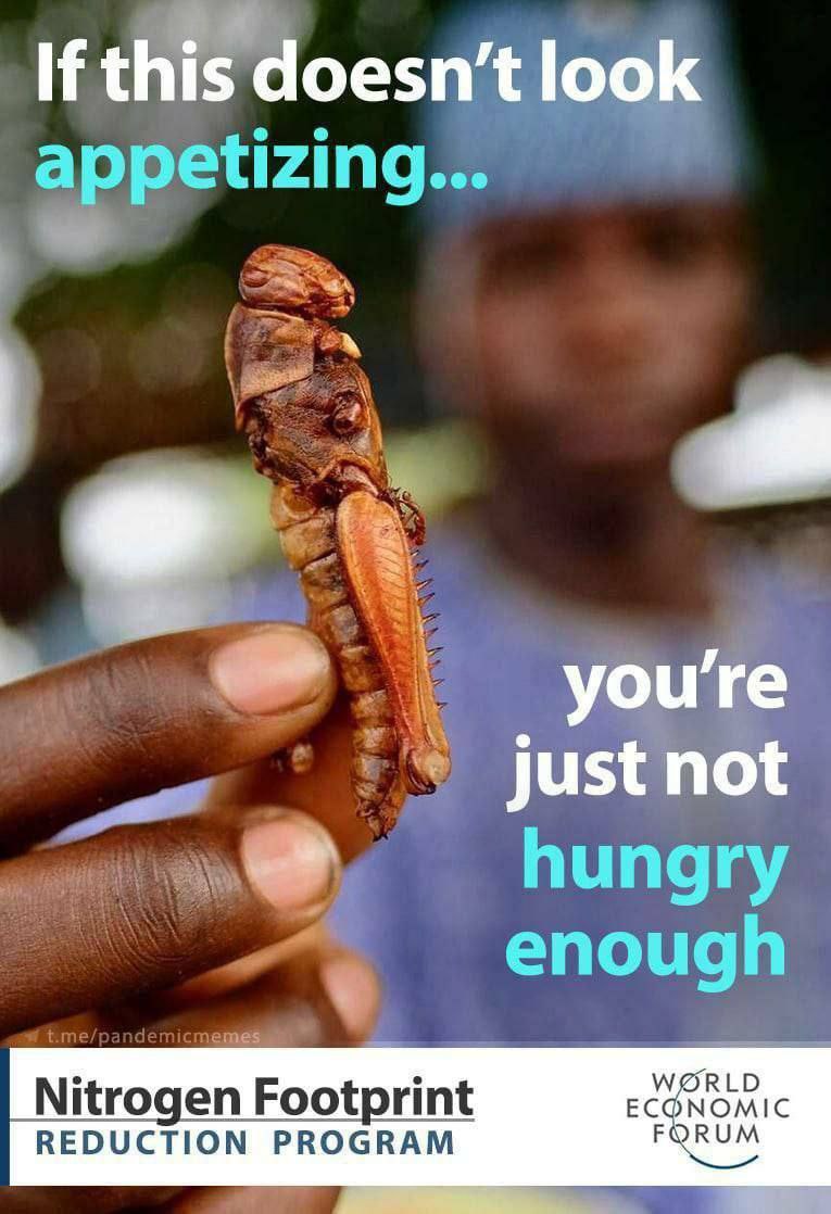 GarySirdan's tweet photo. Eat z bugs https://t.co/A2kWWdWrhc