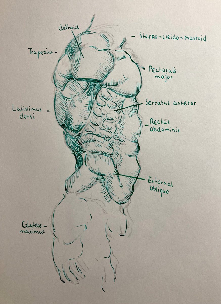 juliuskffnr's tweet photo. Torso study in viridian ink, might be wrong on some of the labeling tho https://t.co/vJjYWEyrAP
