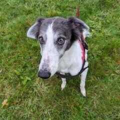 karen73984451's tweet photo. #k9hour sit to my pawfectly waiting on a super duper home 🏡 beeyootiful boy #Percy plz RT #TeamZay @LurcherSOS https://t.co/OPsX8S7Wyu