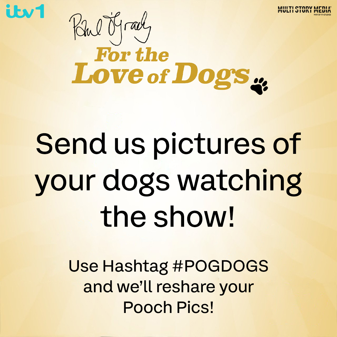 For the Love of Dogs tweet media