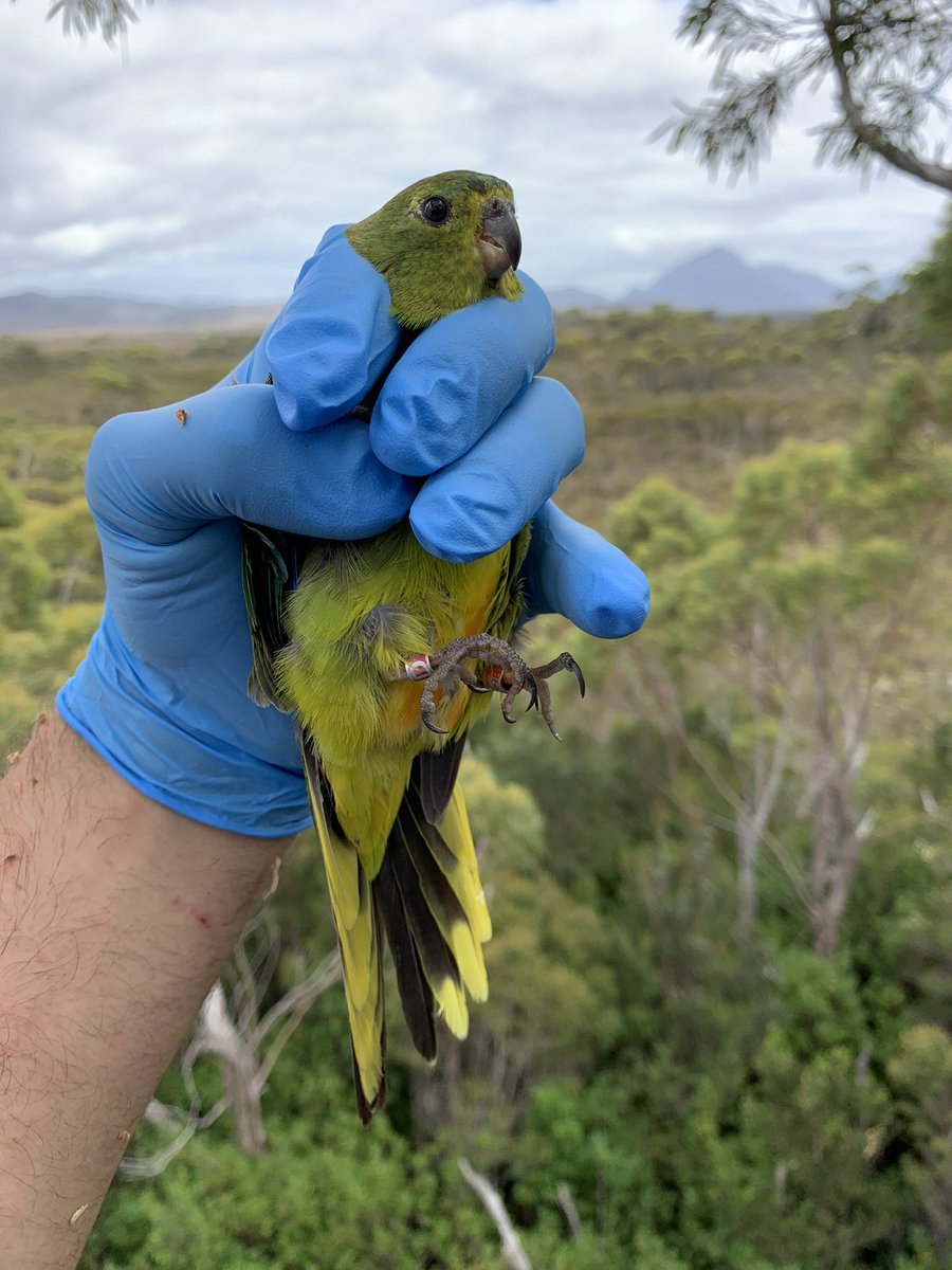 74 orange-bellied parrots returned from migration - quadruple the number from 2106 😊 still a huge amount to do before they are saved but it’s going in the right direction