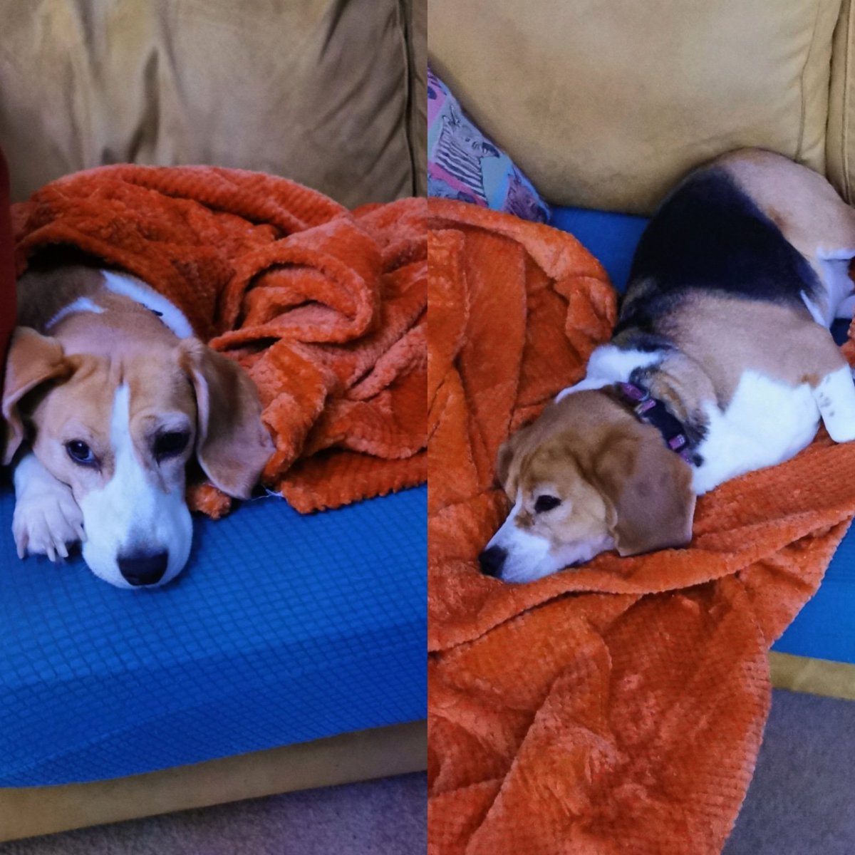 tiggtag's tweet image. I think the new sofa blanket has been accepted

#Beagle #sofasnuggles #blanket #dudeswithdogs #FamilyPack