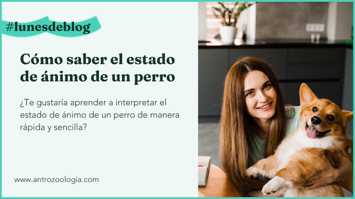 Toda la información que necesitas saber, aquí 👇
antrozoologia.com/blog/interpret…

#perros #animalesdecompañía #familiamultiespecie #antrozoologia