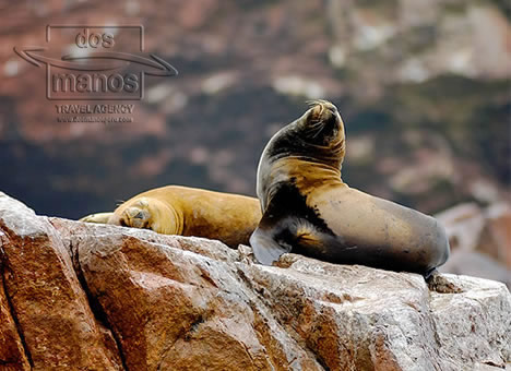 traveltoperu's tweet photo. Do you want to see the Galapagos Islands of Peru then you should get a boat tour to the Ballestas Islandshttps://www.dosmanosperu.com/en/tours/ica/ballestas-islands/ #Peru #dosmanosperu #discoverperu #travel #travelperu #Paracas #Ballestas Islands https://t.co/mdxio2hyIZ