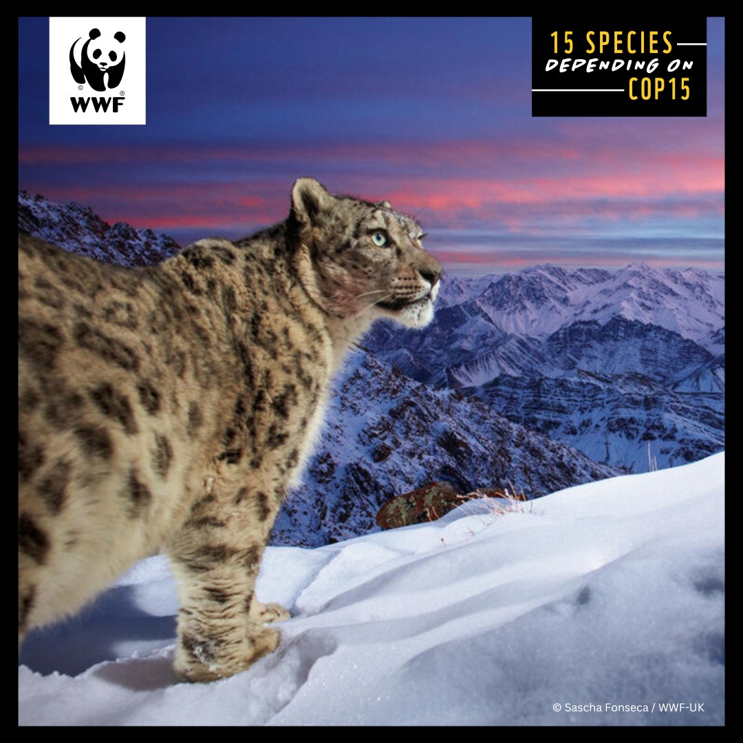 While no one knows how many snow leopards there are, conservationists believe there's +/-6.5K across 12 Asian countries. This big cat is disappearing due to habitat loss, climate change &amp; hunting. RT in support of the #COP15 agreement for nature, that's critical to all species.