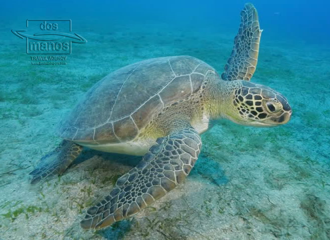 A great place for underwater adventure is Máncorahttps://www.dosmanosperu.com/en/tours/mancora/snorkelling-and-diving-mancora/ 
#Peru #dosmanosperu #discoverperu #travel #travelperu #Máncora