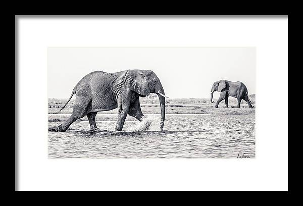 #Africa #AfricanElephants #Elephants #ElephantLovers #AYearForArt #BuyIntoArt 
#blackandwhitephotography

fineartamerica.com/featured/black…
