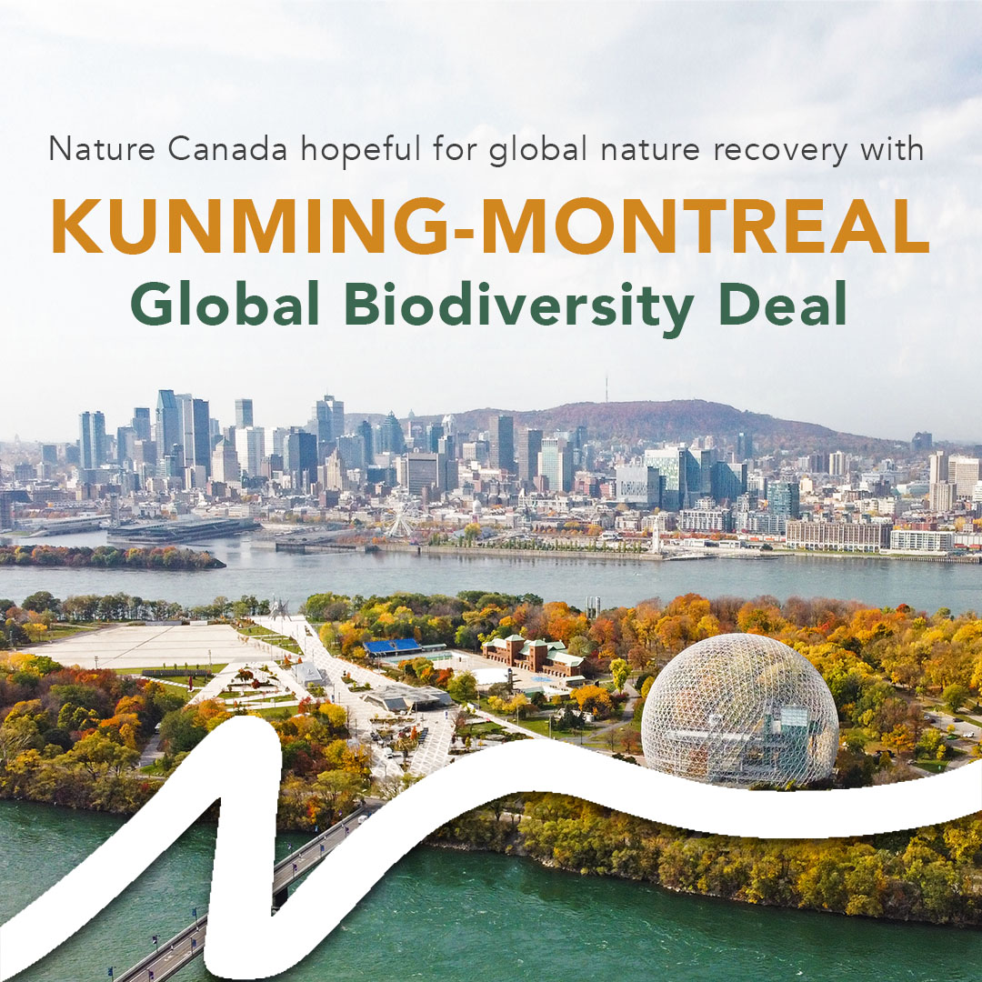 NatureCanada's tweet photo. As COP15 comes to a close, a global biodiversity framework has been announced at the event. 

Learn more about the framework and what we think - https://t.co/BUu7NEIOTb https://t.co/EVqMGvs7Mc