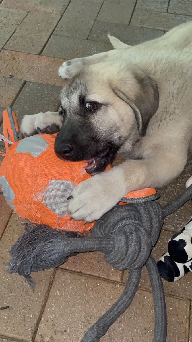 Say hi to Dahli ❤️