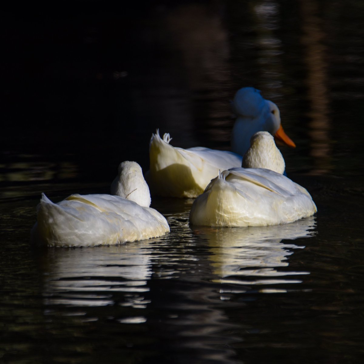 Relaxed Ducks paddling merrily along on a bucolic afternoon.

#crestedducks
#pekinducks
#pekinducksoftwitter
#crestedducksoftwitter
#ducks 
#greensboroboggarden
#greensboronc