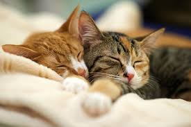 ruben_corella's tweet photo. #prettycats #prettypets #prettyfaces #bellos #handsome #caturday #cats #CatsOnTwitter #catslover #catlovers #catslovers #amimalitos #martedegatos #tuesdayvibe #goodboys #happyweek #sleeping #bedtime https://t.co/G5SnM2DPqW
