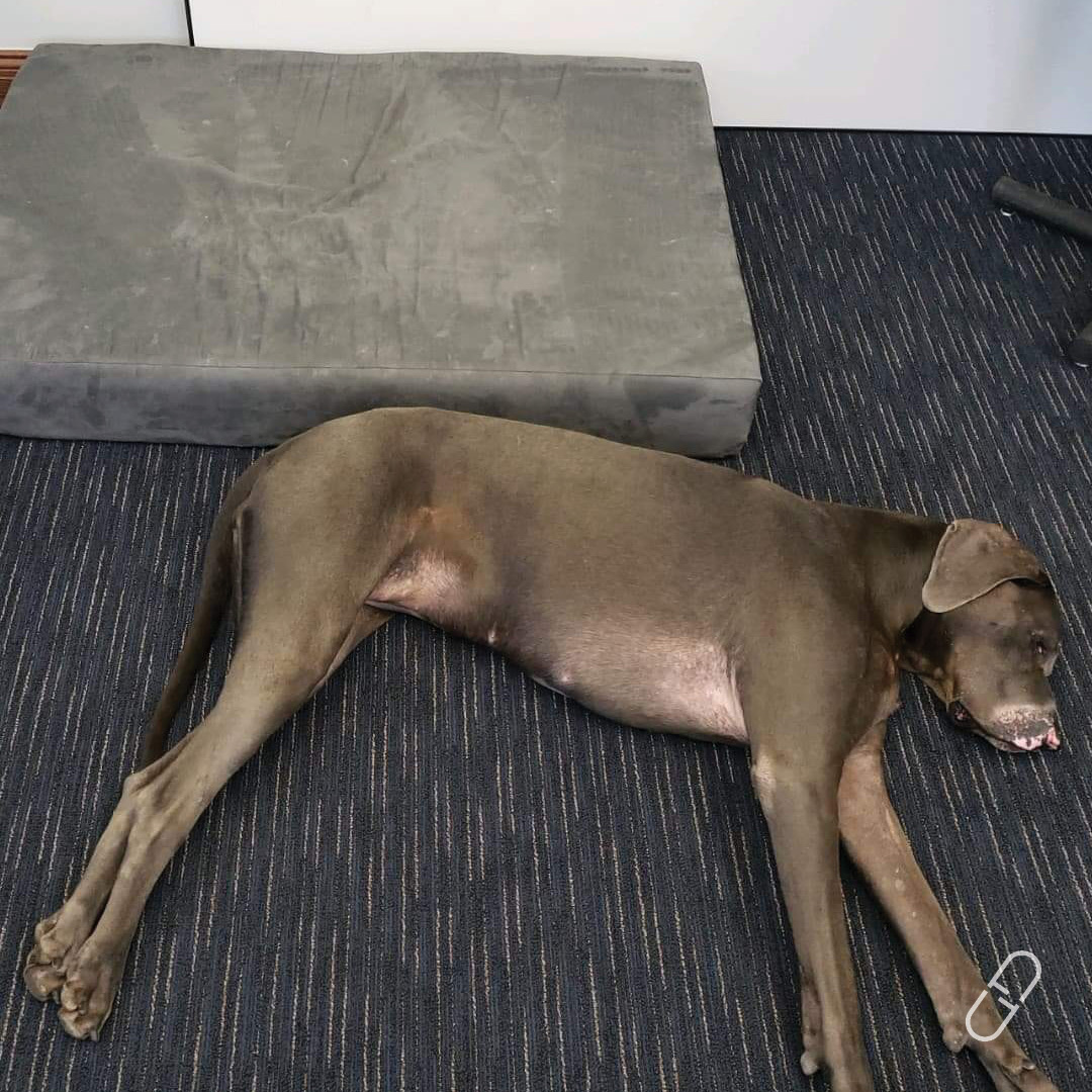 42milligrams's tweet image. When your parents splurge and buy you a really, really nice (and expensive!) bed...

#greatdane #ilovemydog #greatdaneproblems #dogsoftwitter