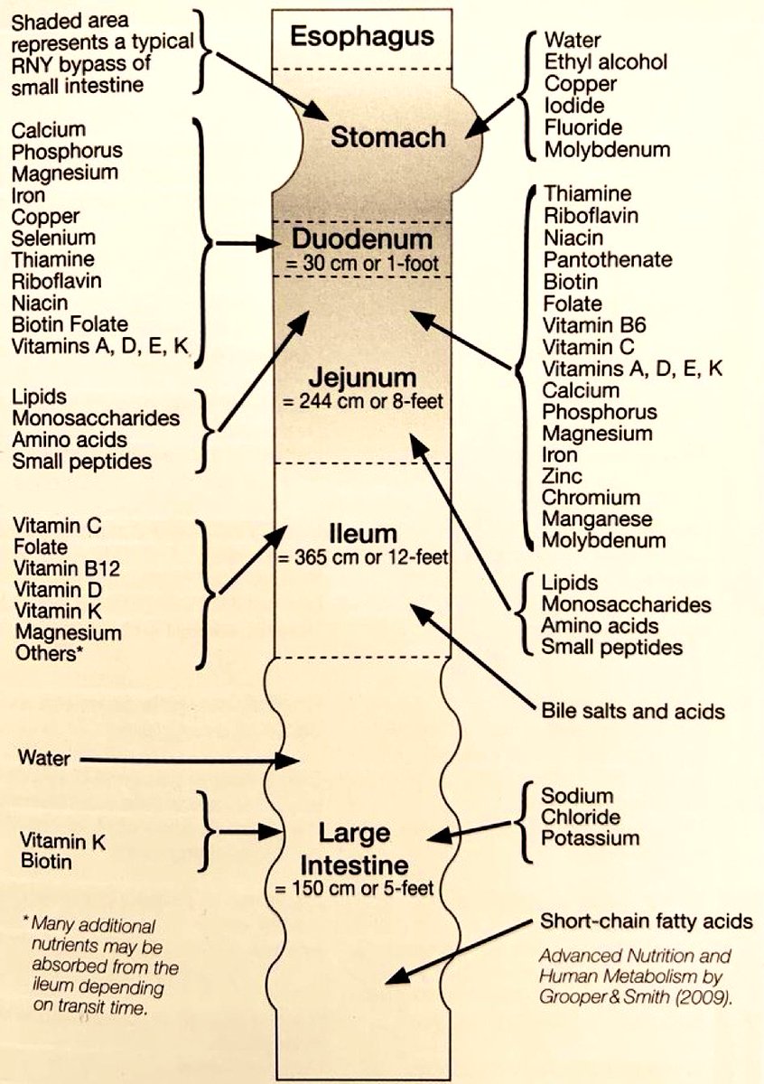 Absorption of water & nutrients within the human GI tract 📌

#MedEd #MedTwitter #FOAMed
#TipsForNewDocs #Health #medicalstudent #medicine #nutrition #Nutrición #nutritionmatters #NutritionisaScience #nutricion