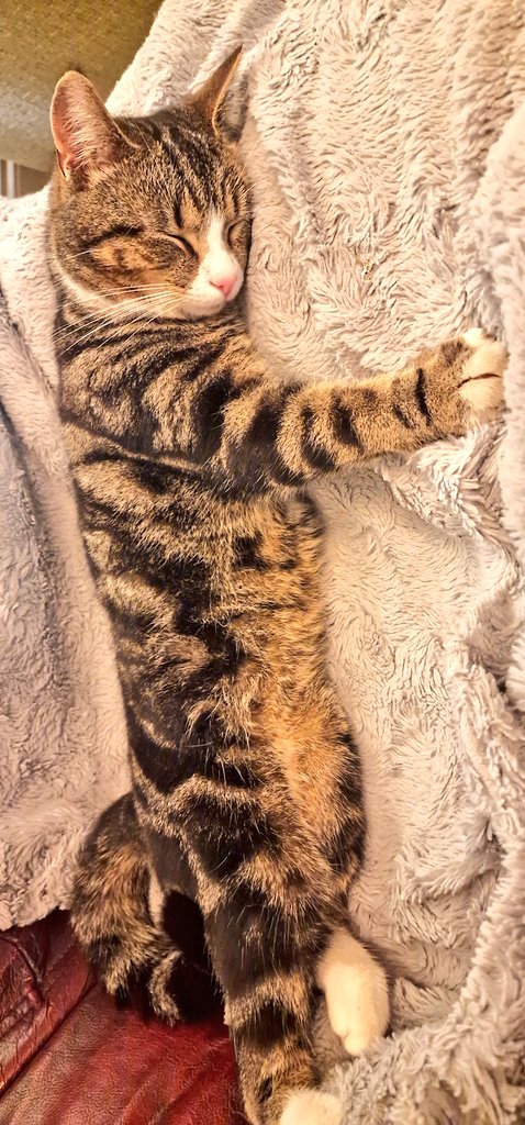 Hi everyone, please post pictures of your cats and pets and il retweet them and see if we can get 100 likes on each. Have a great Monday love Winksy x