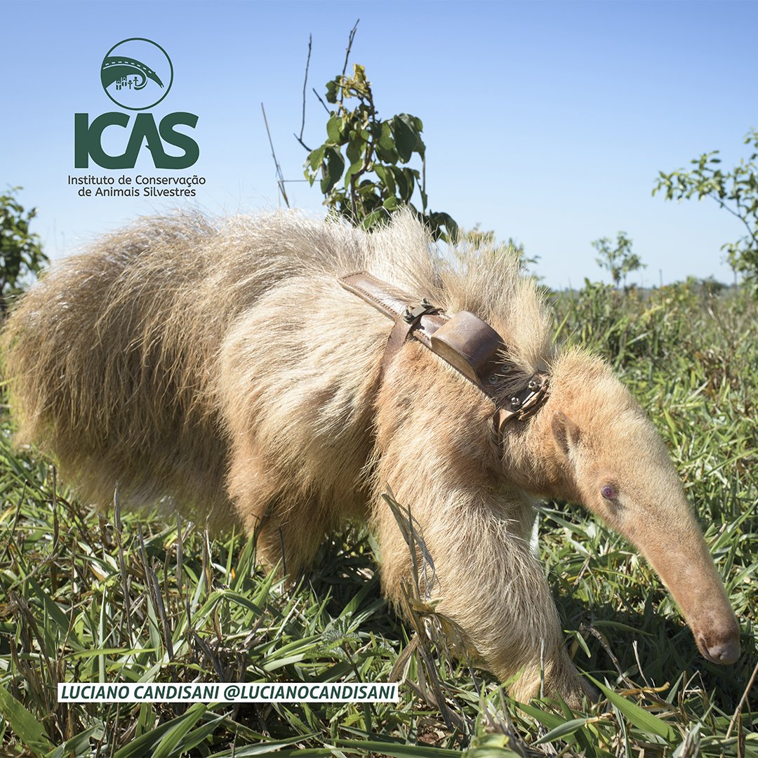 Icas - Wild Animal Conservation Institute on Twitter: Icas - Wild Animal Conservation Institute on Twitter: