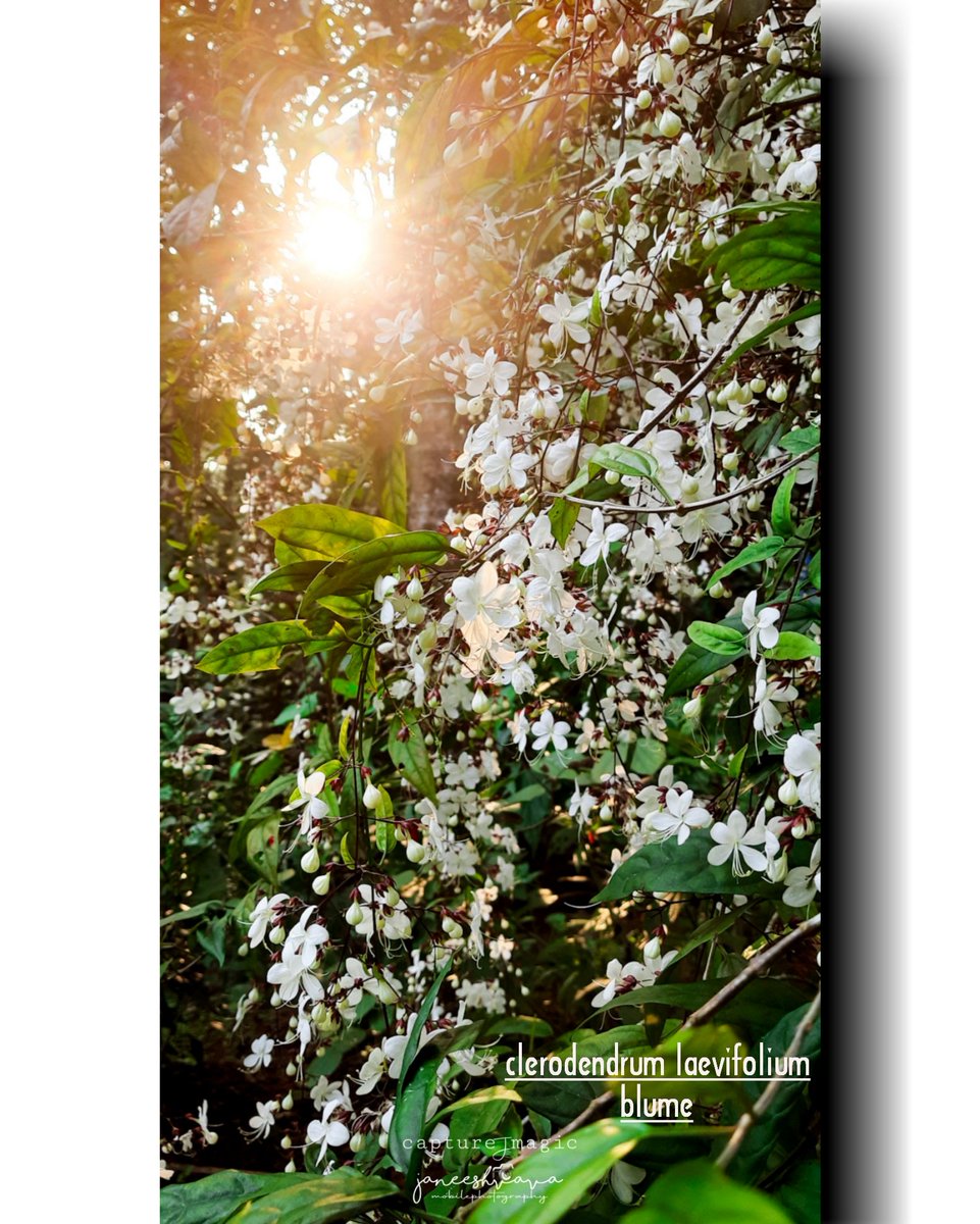 Janeeshk5's tweet photo. Clerodendrum disparifolium
#mobilephotograph
#microphotography #phonecliksvf #photographers #photographylovers #photographyislife #photographers_of_india #photographers_of_india #photo #photopranthan✔ #photographylovers💕💕📷📷 #flowers #flower #flowerphotography #flowers🌸 https://t.co/0xXgqaMvgz