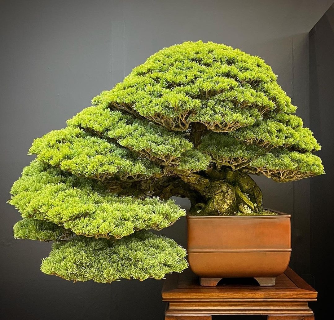 HobbyistPlant's tweet photo. A perfect bonsai 🌿 https://t.co/vTg7z5cbzv