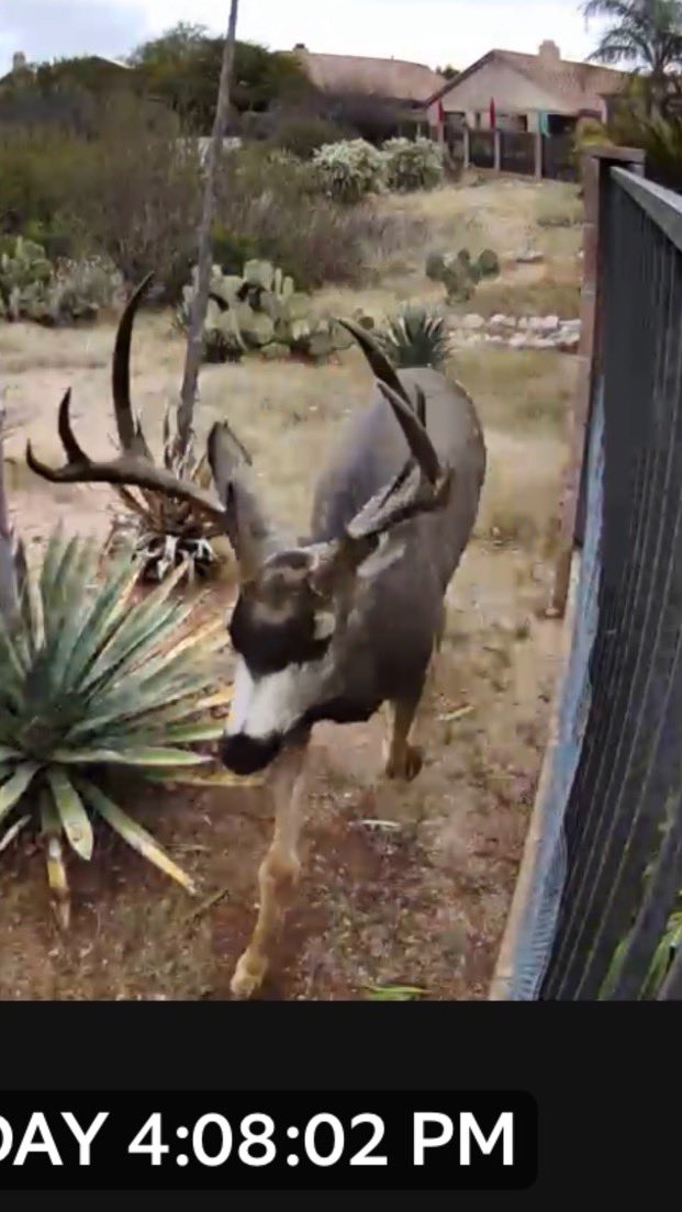 Visitor strolled by the backyard yesterday.