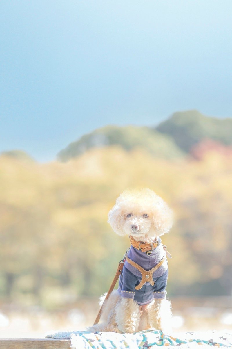 MocoRonRose's tweet photo. フォトグラファーのワン友さんに
撮ってもらった画像とA4��イズの
お写真頂きました✨
モコ13歳のお誕生日記念に撮影依頼してたんです😊
#wachiko218 #安堂真季 https://t.co/mB0z50kPN3