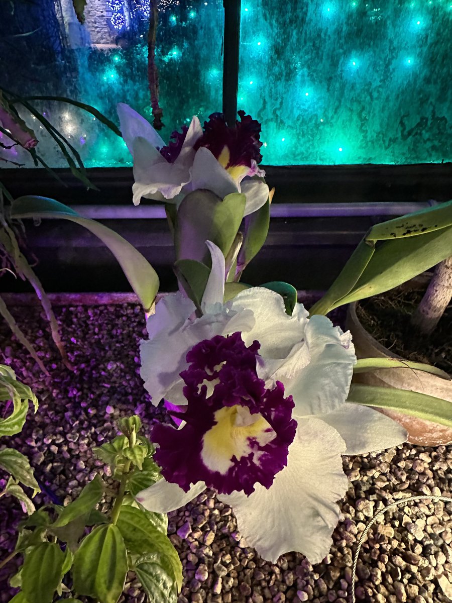 Angela Citrigno (@959angela) on Twitter photo <a href="/davelackie/">dave lackie</a> <a href="/MTBTTLady/">Anna Tykoliz</a> I was at the Floral Showcase in Niagara Falls with my sister this evening & we finally were able to smell fragrant orchids. The dark cranberry orchid smelt like cinnamon candies & the white and purple had a soft floral scent. <a href="/davelackie/">dave lackie</a> <a href="/MTBTTLady/">Anna Tykoliz</a> I was at the Floral Showcase in Niagara Falls with my sister this evening & we finally were able to smell fragrant orchids. The dark cranberry orchid smelt like cinnamon candies & the white and purple had a soft floral scent.