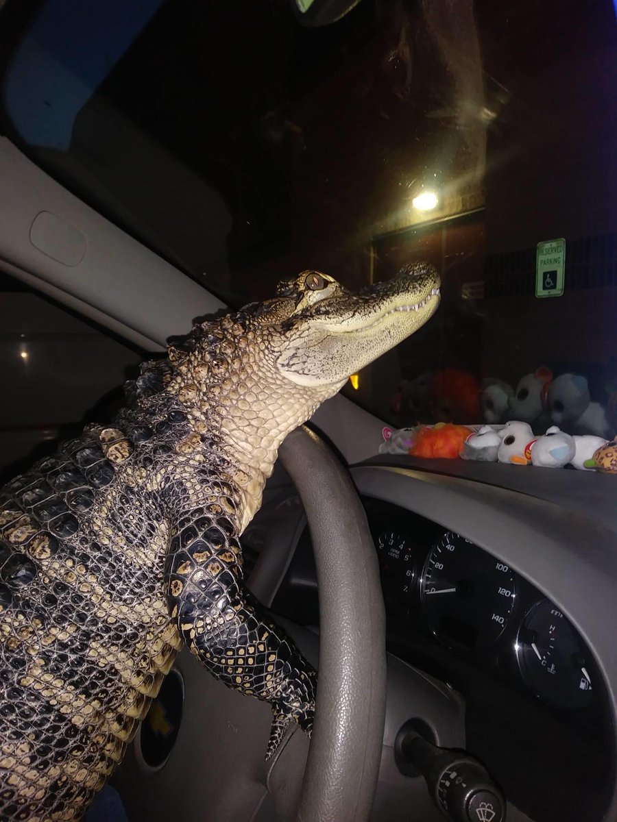 GatorShakes's tweet photo. Too fucked up gotta let the homie drive https://t.co/0IbObmGFy3