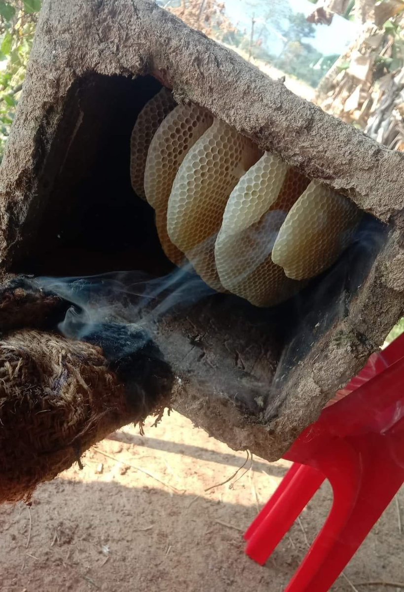 LicypriyaK's tweet photo. 🐝 For bees, it's their hardwork and life 
😋 For people, it's tasty item 

🐝 Bees are recognise as the most important insect on earth!

No bees means No life! https://t.co/NllxygfQ8X