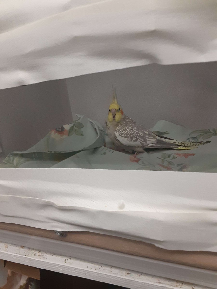 CynadiaDraws's tweet photo. My girl is at the emergency vet with difficulty breathing. The vet bill is massive so I'm opening up emergency commissions next week. In the meantime, I'd appreciate any help. If you can help out at all, message me for my Paypal. #BirdTwitter #parrot #BirdsOfTwitter #bird https://t.co/CeHcoh03N7