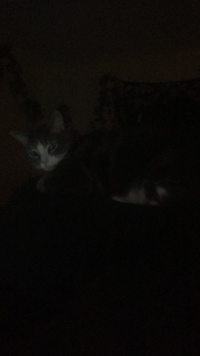 sick tonight but felt like streaming for some company 🥰