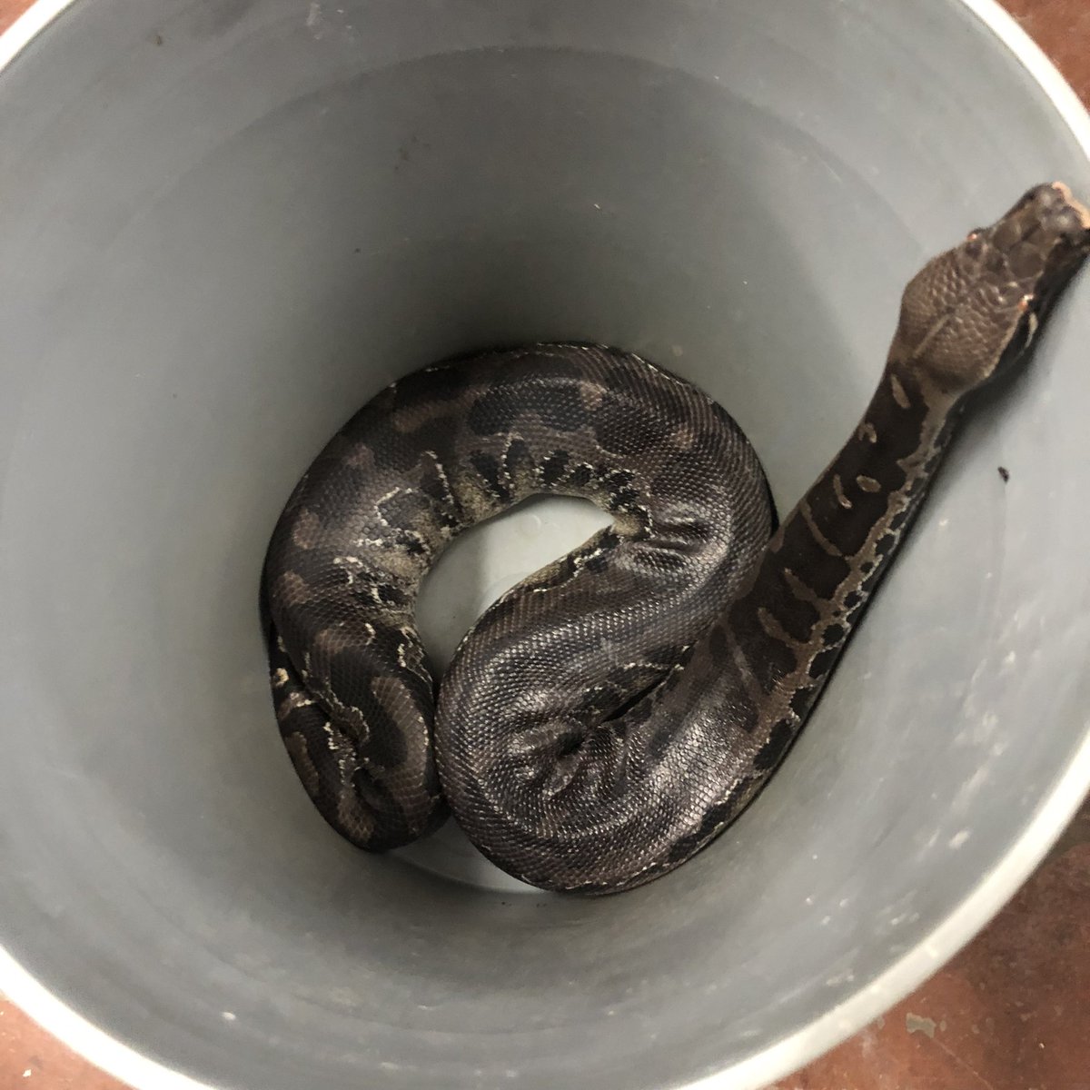 IAFAMX's tweet image. When I clean his cage, we play a game called Bob in a Bucket. I think he loves it 😏

#shorttailpython #pythons #snakes #Reptiles