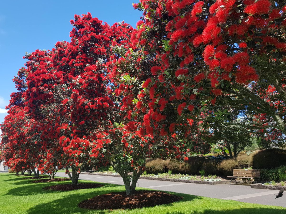AklBotanicGrdns tweet media
