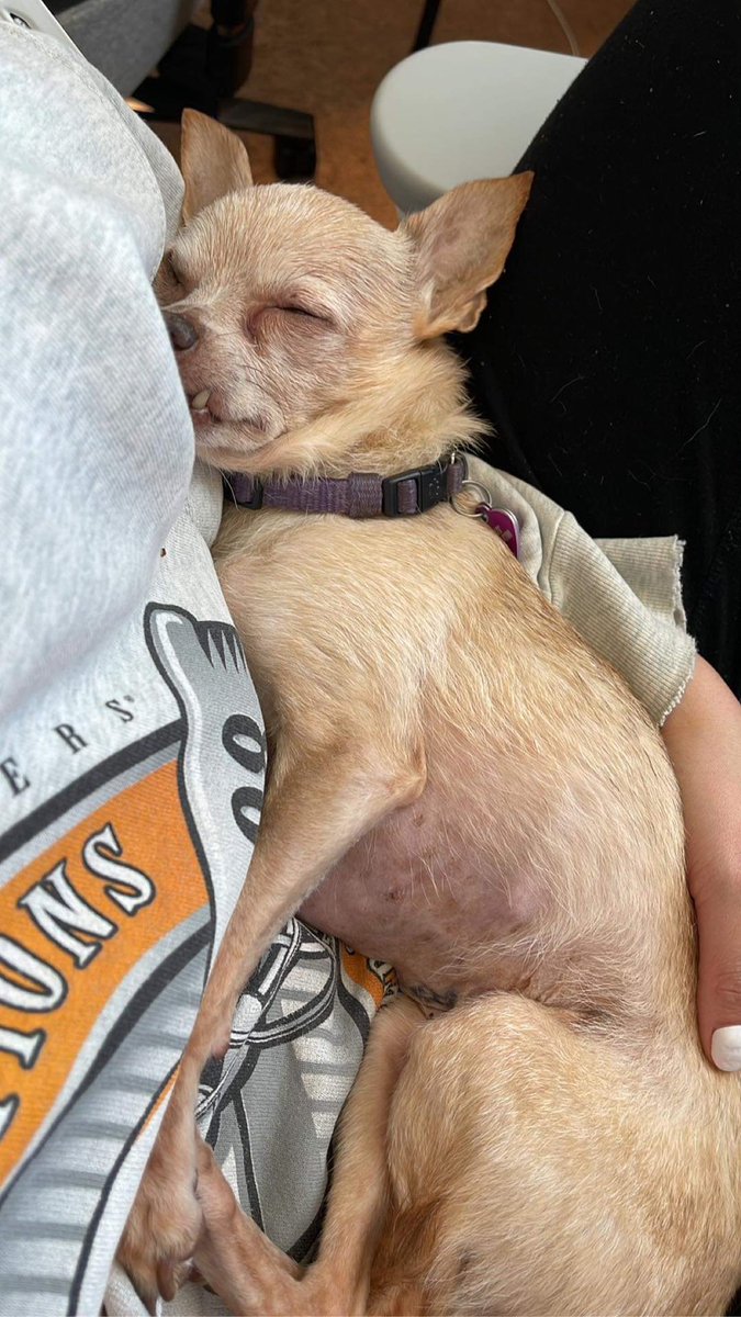 Jasp1r's tweet photo. Working from home was the biggest blessing the last two years. I am so thankful for all the extra time with my soul dog before she left me. The pain of losing her has been unbearable. I miss her so much. https://t.co/M3WO7YBBb7