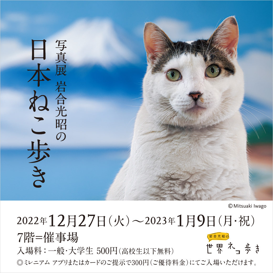 sogoomiya's tweet photo. 【予告】写真展 #岩合光昭の日本ねこ歩き🗻 
土地それぞれの風土を背景に、#ネコ とヒトの暮らしぶりを紹介。作品は近年撮影したばかりのオール新作です。 お気に入りの一枚を探しに来てください。 
くわしくは https://t.co/etzOlo4nvs

みなさんの #ねこ 自慢もこちらのリプライ欄でお待ちしてます😻 https://t.co/sE0rZiz0X8