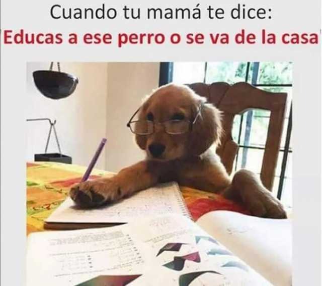 FundaMarmatita's tweet photo. #diversion
#entretenimiento
#memes
#humor
#mascotas
#colombiaperros
#perros
#NoALaPirotecnia
#VivanLosPerros
#niños
#colombia
#mascotascolombia
#frasesdehumor
#veterinaria
#tiendasmascotas https://t.co/8w5gFRLI9H