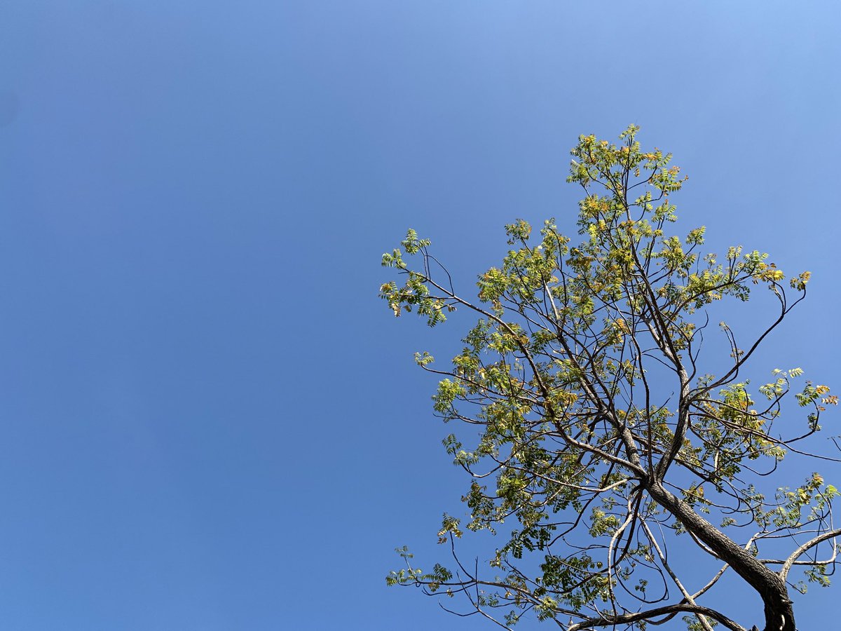 komkrit_potter's tweet image. แม้ใบไม้จะร่วงโรยผลัดใบ แต่ท้องฟ้าก็ยังคงมีสีฟ้า 🍃