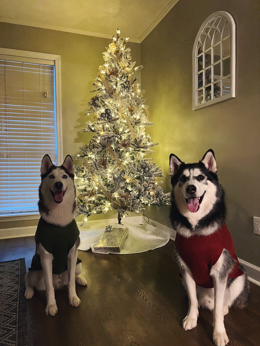 maggienicole28's tweet photo. @dog_rates @Trupanion Kylo and Obi💚❤️ https://t.co/6p1gb5kOCD