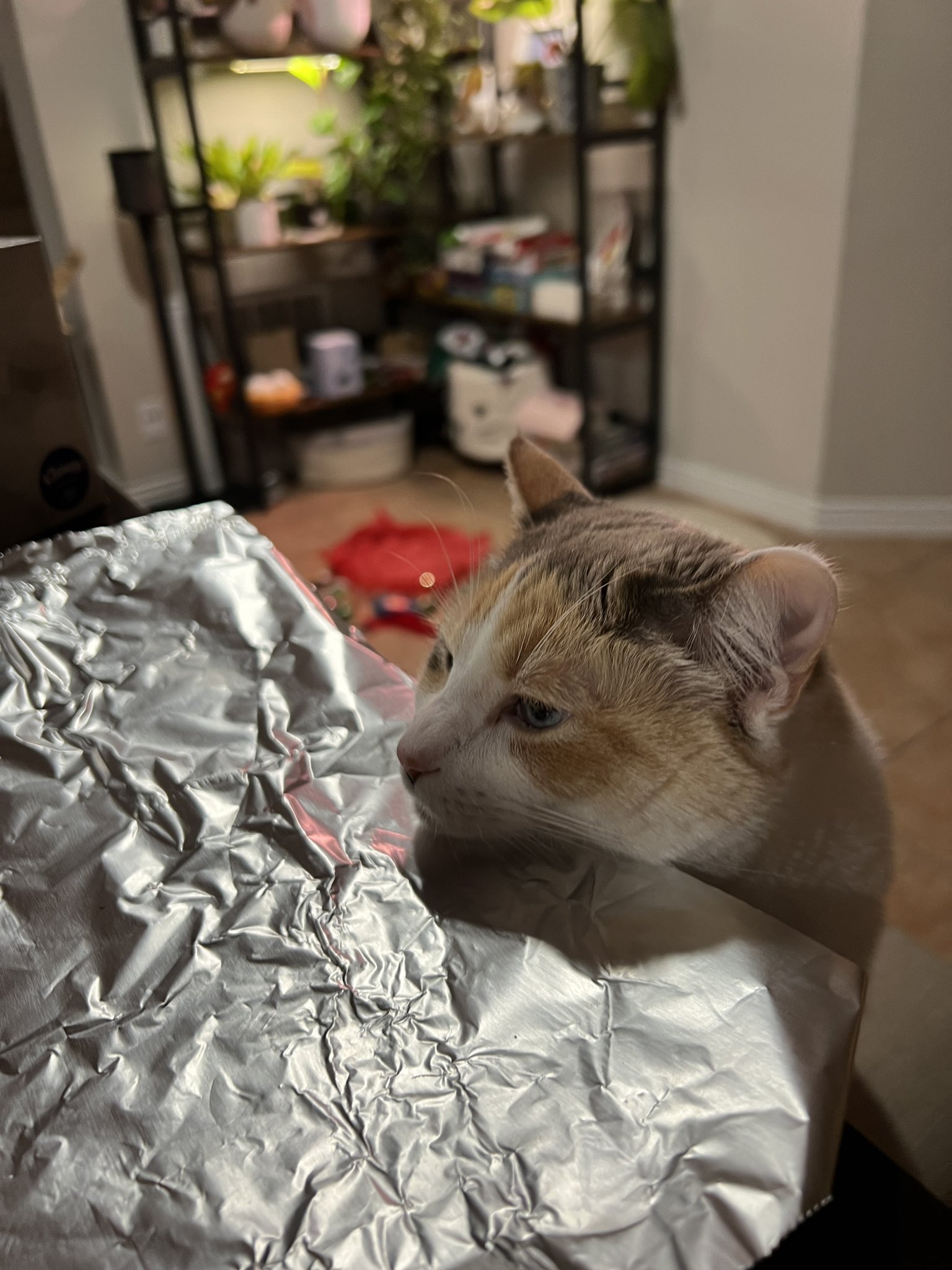 Panko A. Cat s Mom on X Don t ppl say something about using tin foil to keep cats off counters https t 6tG9Cpr7c4 X