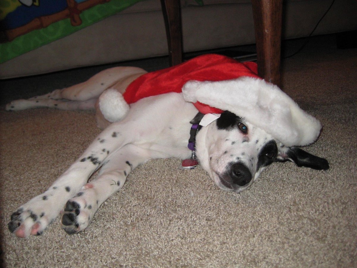 JoyceInIowa's tweet photo. @dog_rates @Trupanion Santa Plinko https://t.co/sreD3dQYON