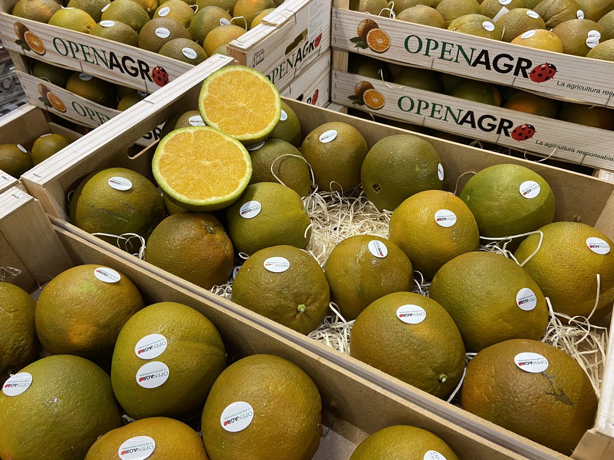 HGWalker1's tweet image. Something different for your Christmas stockings - Chocolate Oranges! Not Terry’s, Navels 🍊 🍫 they are beautiful! #christmas #fruit #fresh #oranges #chocolate #healthy #stockingfillers #vegan