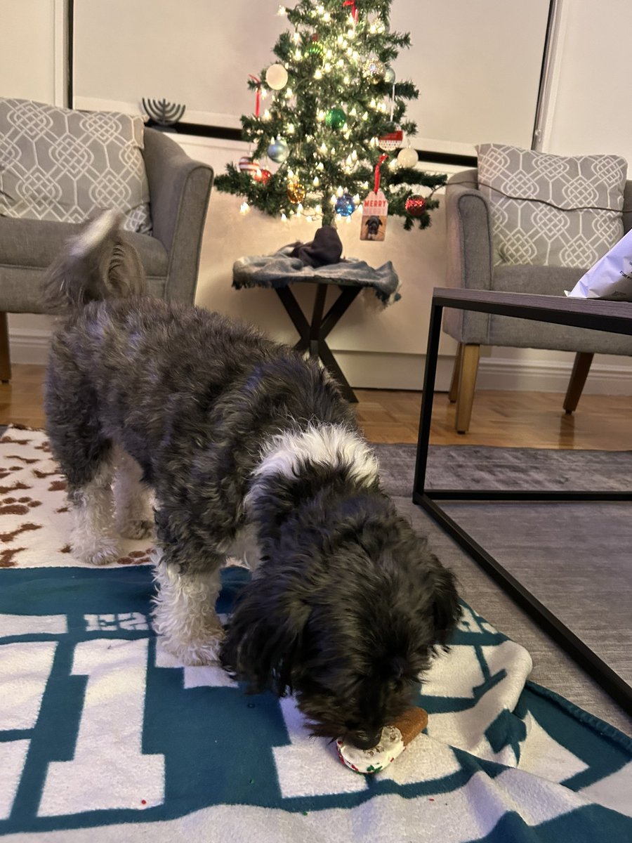 jess_behr's tweet photo. @dog_rates @Trupanion Teddy needed some Christmas cookies too https://t.co/EcvGMgIobY