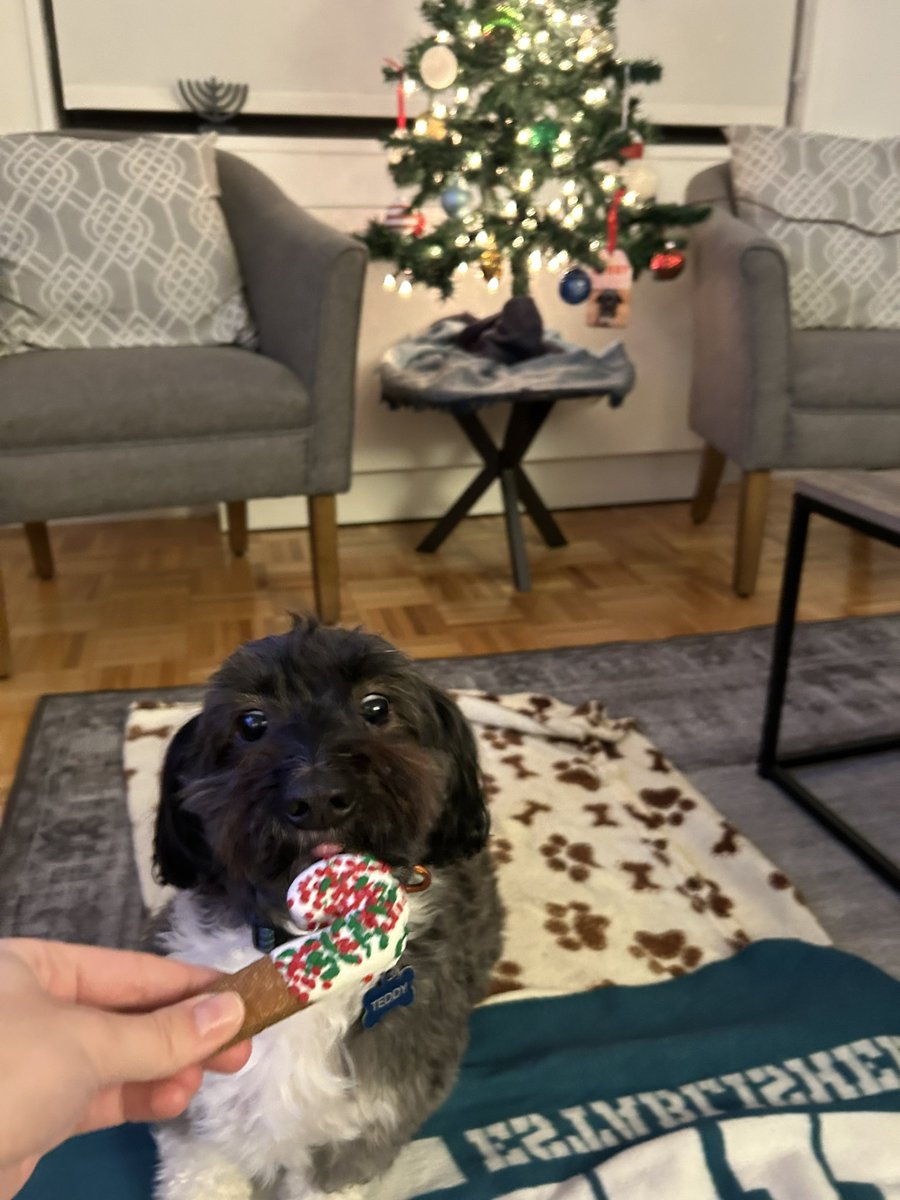jess_behr's tweet photo. @dog_rates @Trupanion Teddy needed some Christmas cookies too https://t.co/EcvGMgIobY