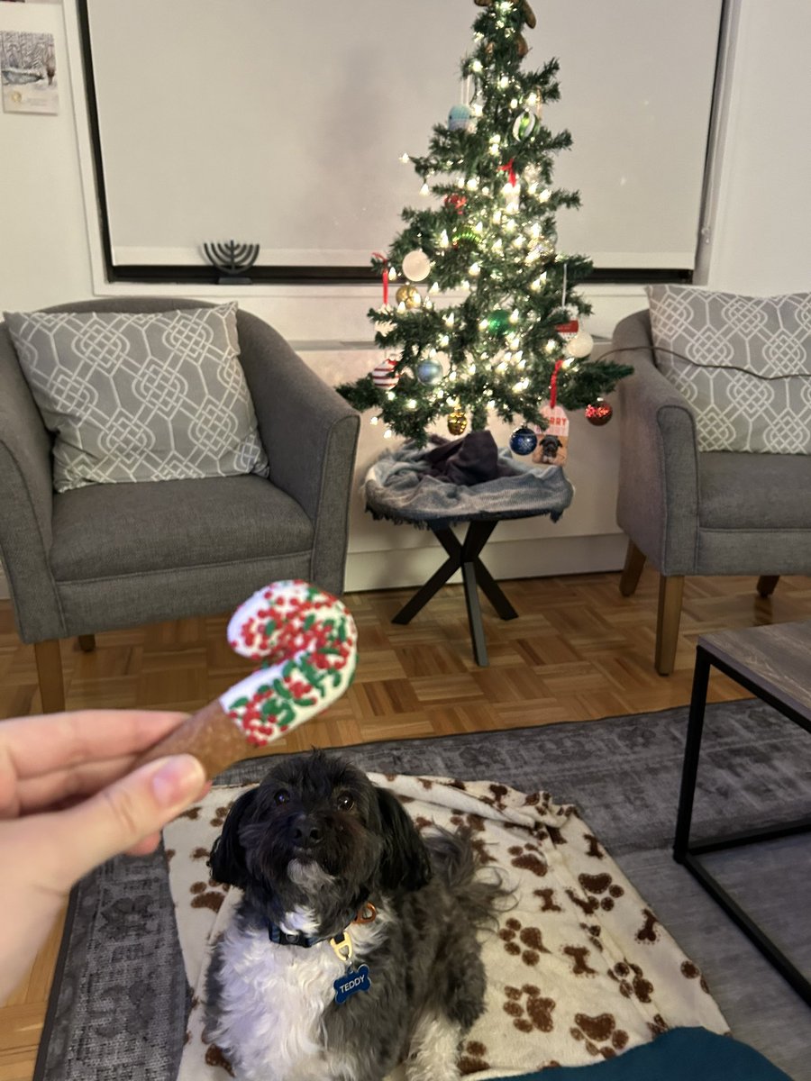 jess_behr's tweet photo. @dog_rates @Trupanion Teddy needed some Christmas cookies too https://t.co/EcvGMgIobY