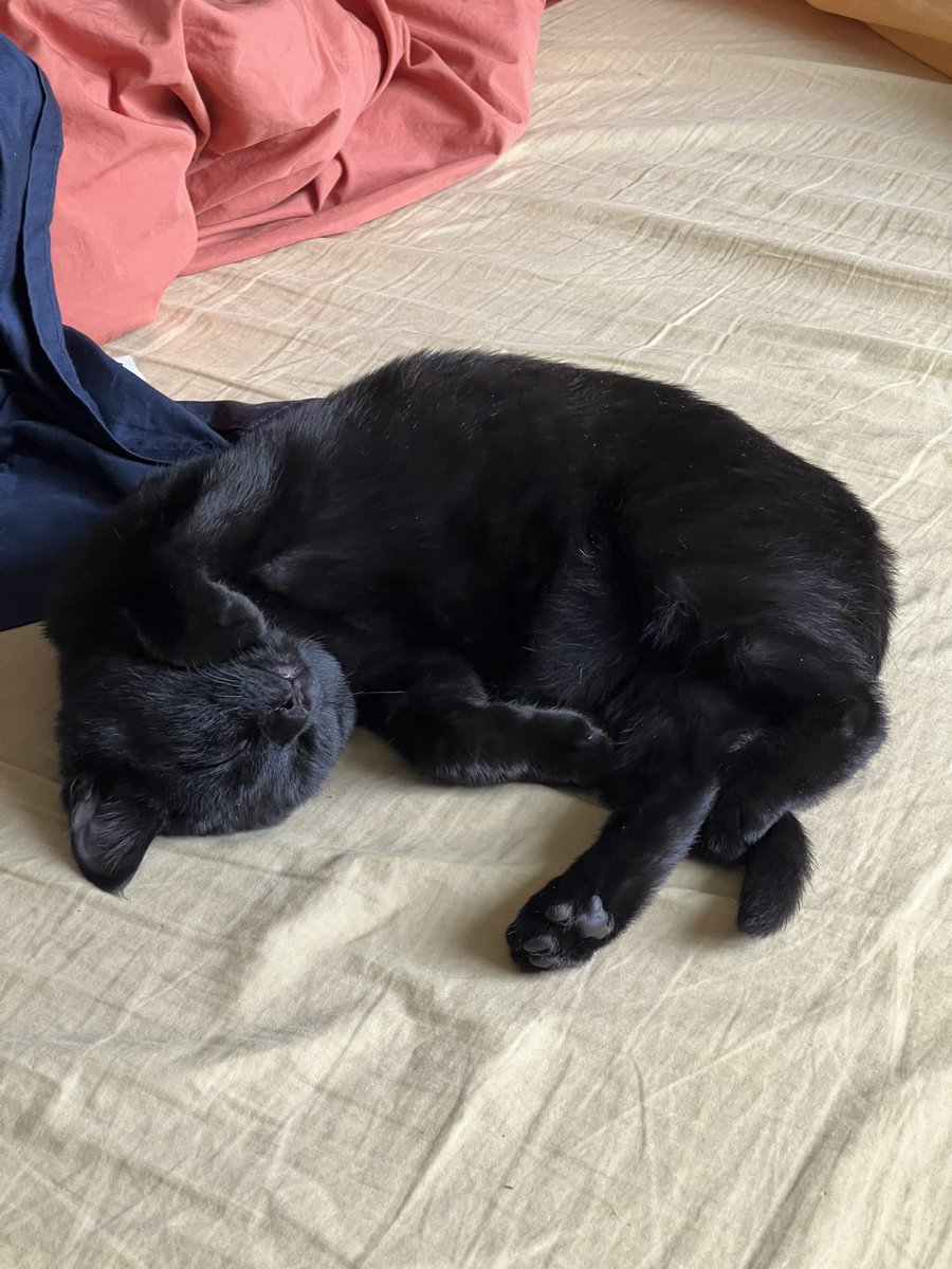 deBeaureve's tweet photo. @AuthorSAT All my cats were adopted and they have all been the sweetest fur-babies ever! Rânna is our latest and she is perfect in every way. https://t.co/ljnLi445Nh