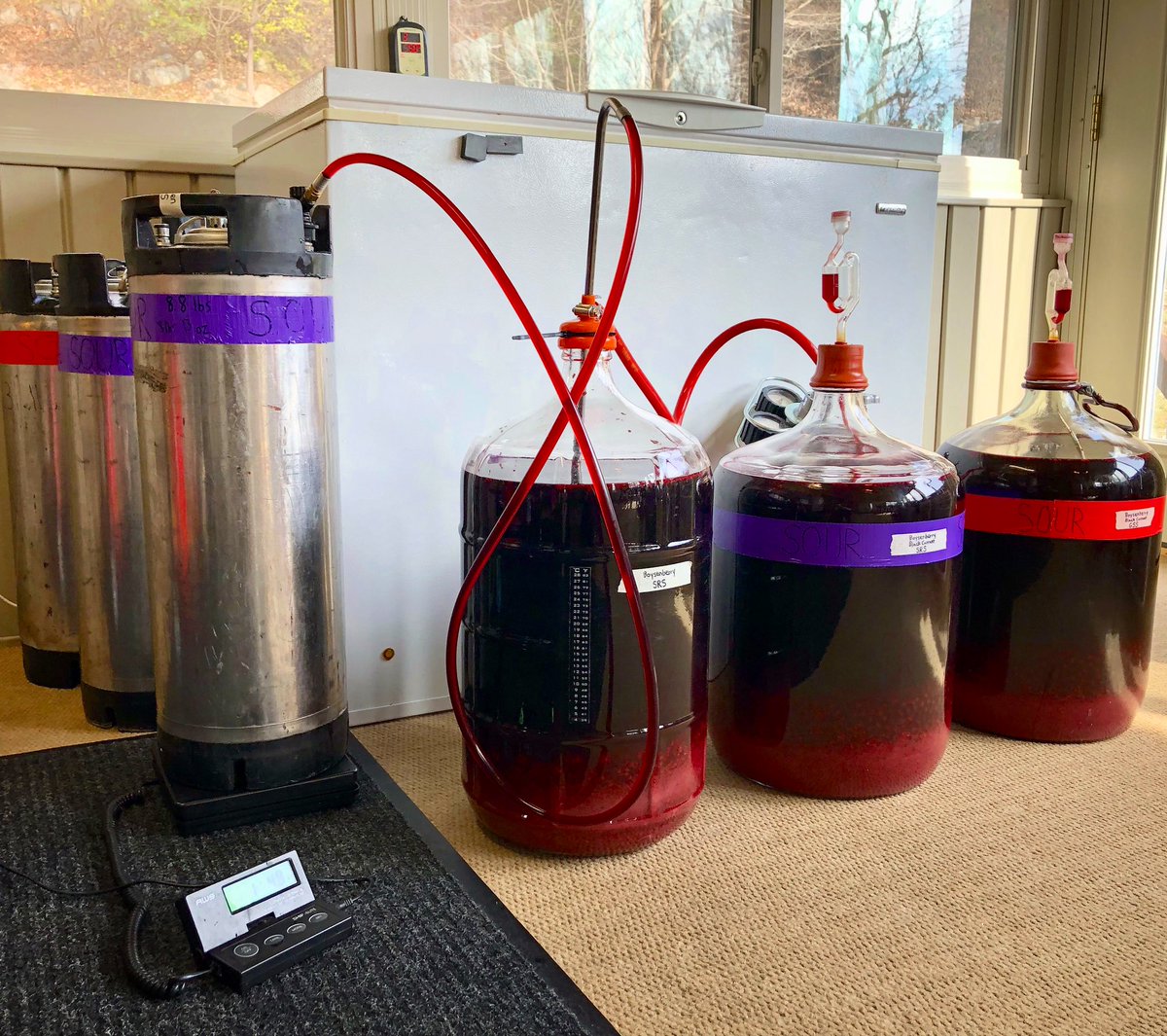 Kegging 3 more barrel aged sours!
⁃Boysenberry/Black Currant Golden Sour Solera
⁃Boysenberry Sour Red Solera
⁃Boysenberry/Black Currant Sour Red Solera
As always, we’ll have bottles to give away to our email subscribers at dynamicales.com. Cheers and good luck!🍻