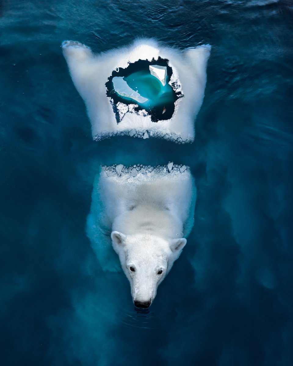 Creating art that has great impact - that's what I've aways wanted to do. Just made a new collection that focuses on nature conservation, raise awareness on topic like global warming and climate change...and more.

Hope to donate part of the profit to some of my favorite charity!