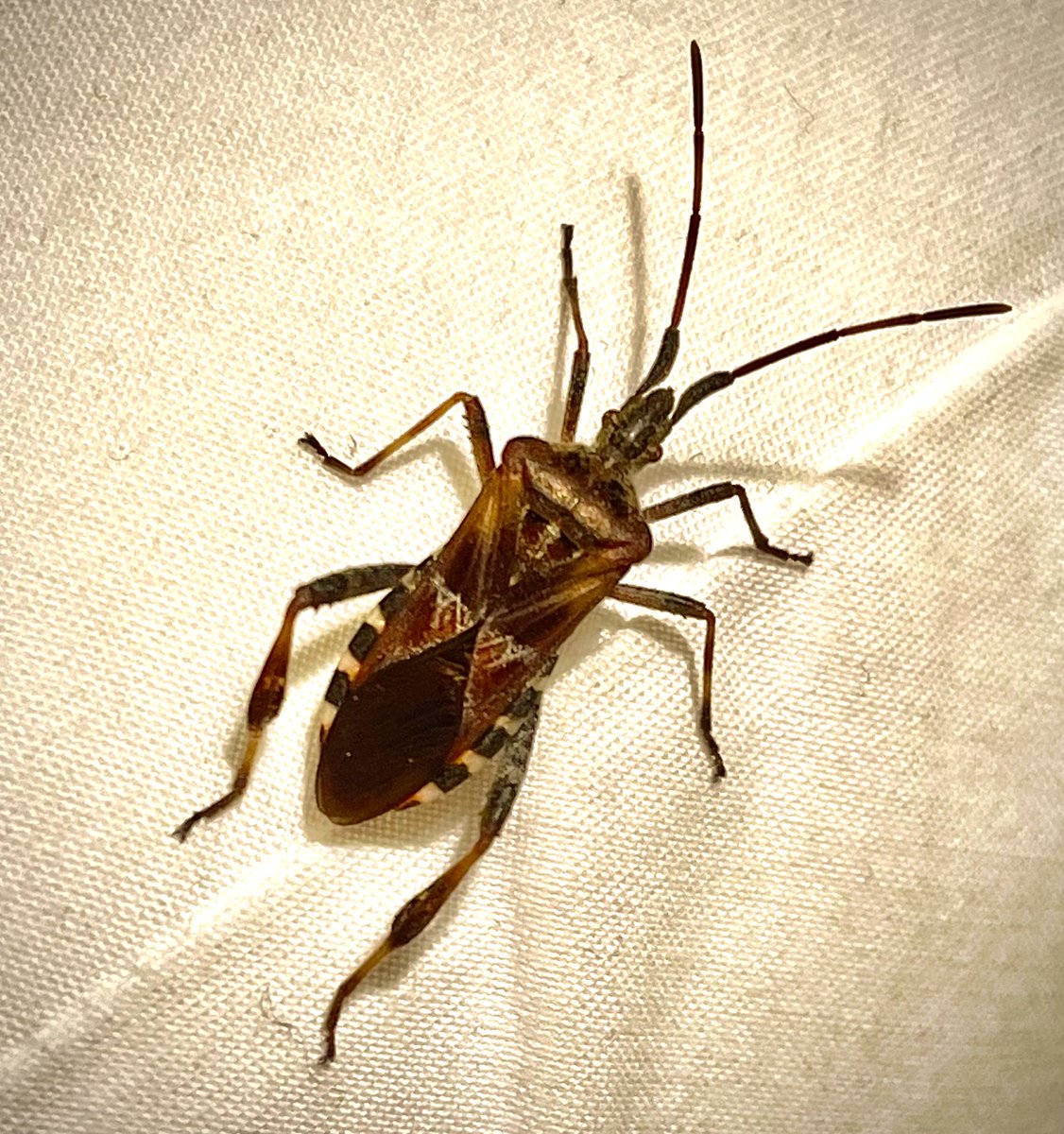CropShots's tweet image. Not a normal bedtime companion. This evening, Leptoglossus occidentalis was minding it's business on my pillow at home here in Devon. Needless to say Mrs R was less than impressed 🐛